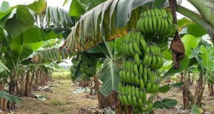 Banana exports to China boom despite Covid restrictions