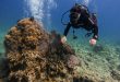Nha Trang to suspend scuba tours to protect coral reefs