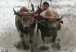 Mud, sweat and cheers: Traditional Thai water buffalo race enthralls crowds
