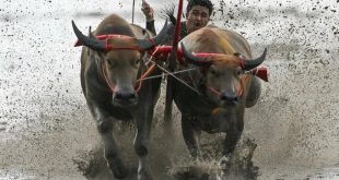 Mud, sweat and cheers: Traditional Thai water buffalo race enthralls crowds