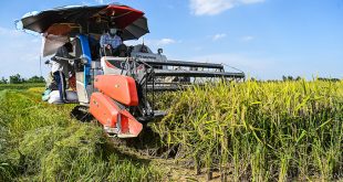 Rice export prices continue to drop