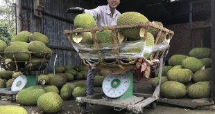 Fruit exports to China slump on tightened Covid-19 restrictions