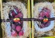 Imitation fruit? World’s costliest grape sells for cheap in Vietnam