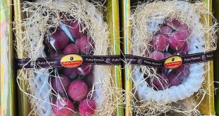 Imitation fruit? World’s costliest grape sells for cheap in Vietnam