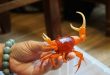 Colorful crabs hook pet lovers