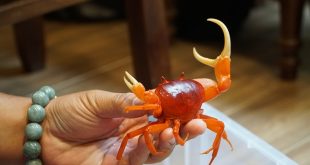 Colorful crabs hook pet lovers