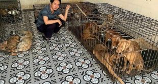 31 dogs escape slaughter after man buys them for $1,000
