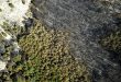 Europe fires already worse than in all 2021: monitor