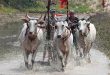 ​Mekong Delta bull racers' secrets revealed