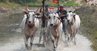 ​Mekong Delta bull racers' secrets revealed