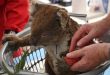 'Shocking' report says Australia wildlife in retreat