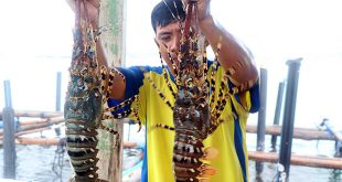 Lobster exports skyrocket in first half