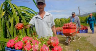 Agriculture sector contradictions highlight need for large-scale reforms: official