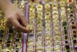 Vietnam gold prices hit 4-month low