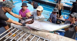 Tuna exports jump by 56 percent in H1