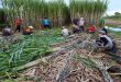 Vietnam imposes anti dumping duty on Thai-origin sugar