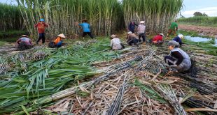 Vietnam imposes anti dumping duty on Thai-origin sugar