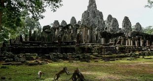 Baby boom: the endangered wildlife revival at Cambodia's Angkor Wat