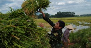 Vietnam 2022 rice exports to rise to 6.3-6.5 mln tonnes