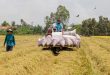 Bangladesh to import rice from Vietnam and India to replenish reserves