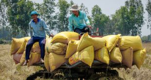 Rice exports jump 20 pct