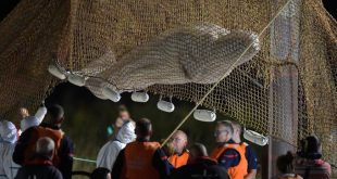 Stranded beluga whale removed from France's Seine river
