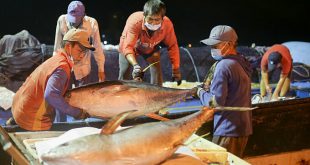 Tuna export value up 55% as major markets buy more