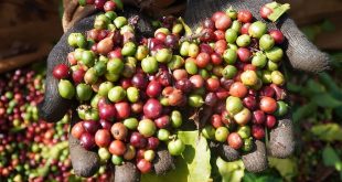 Asia Coffee-Vietnam prices flat on slow trade at end of crop season