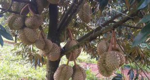 Vietnam officially exports fresh durian to China for first time