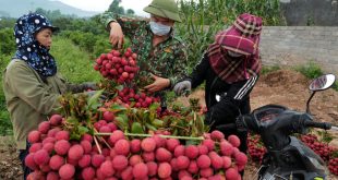 Vietnam to lead GDP growth among major Asia Pacific economies