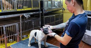 Hanoi man makes big bucks selling French bulldogs