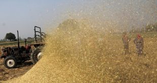 India restricts rice exports, could fuel food inflation