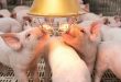 Major firms spend big on pig farming