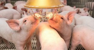 Major firms spend big on pig farming