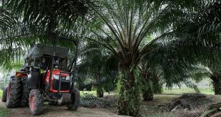 Asian farmers plant to boost palm oil output, seedling shortage slows pace