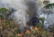 More Amazon fires so far this year than all of 2021, Brazil report shows