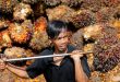 Indonesia trimming palm oil stocks with discounts, India sales