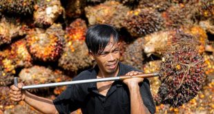 Indonesia trimming palm oil stocks with discounts, India sales