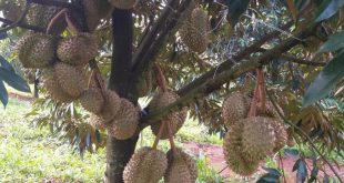 Vietnamese durian exporters see opportunities, competition in China