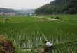 Ample world rice supplies to cushion impact of Pakistan, China crop losses