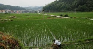 Ample world rice supplies to cushion impact of Pakistan, China crop losses