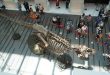 T-Rex skeleton draws crowds in Singapore before auction