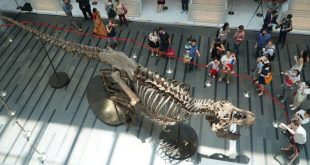 T-Rex skeleton draws crowds in Singapore before auction