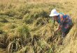 Vietnam Jan-Oct rice exports at 6.1 mln tonnes, up 17.2% y/y: statistics office