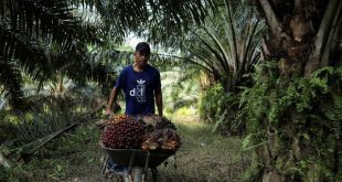 Malaysia's palm planters eye robots, drones to combat labour crunch