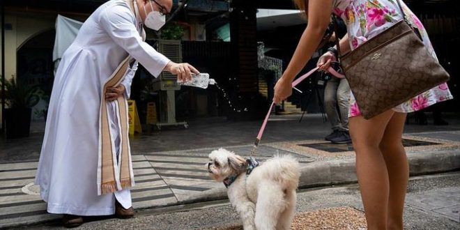 Pet weddings highlight animal blessing ceremony in the Philippines