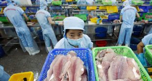 October pangasius fish exports lowest this year as demand dips