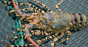 Lobster exports up seven-fold in 9 months