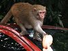Hanoi monkey scares locals, has sweet spot for woman