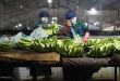 New official quota to boost banana export to China